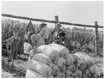 Bean Pickers and Weigh Scales in Oregon August 1939 - Available at KNOWOL