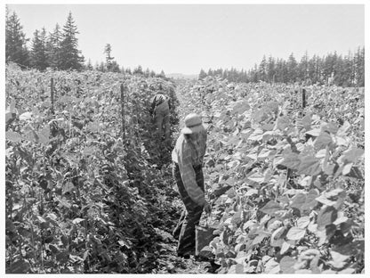 Bean Pickers Harvesting in Marion County Oregon 1939 - Available at KNOWOL