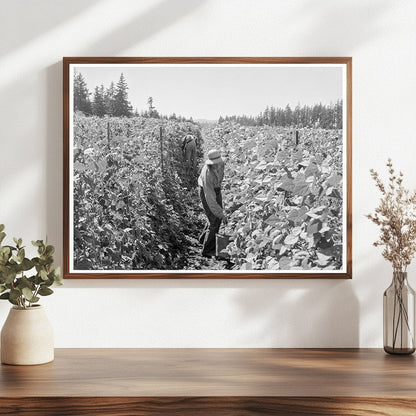 Bean Pickers Harvesting in Marion County Oregon 1939 - Available at KNOWOL