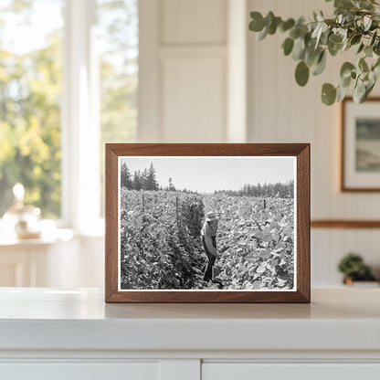 Bean Pickers Harvesting in Marion County Oregon 1939 - Available at KNOWOL