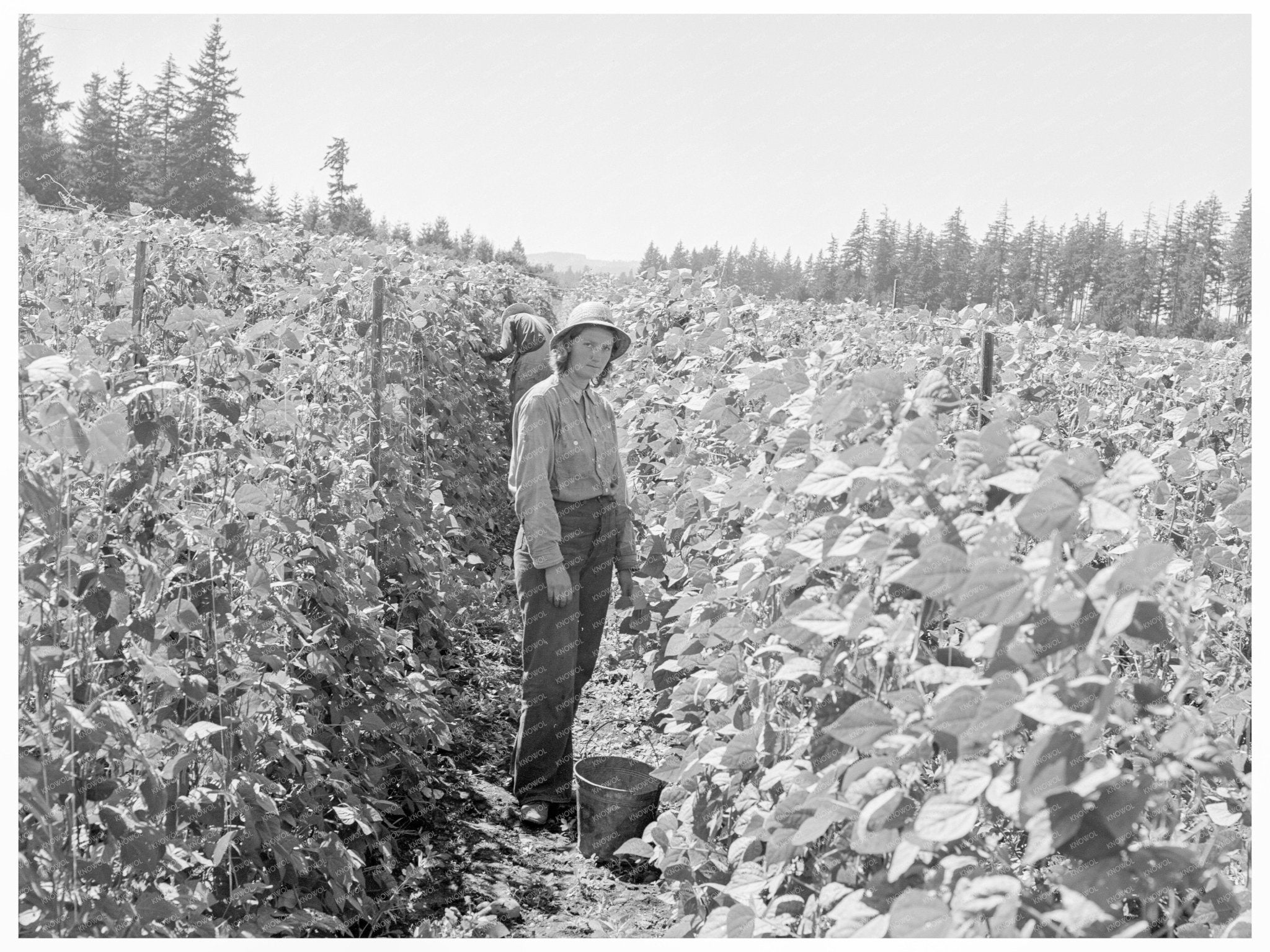 Bean Pickers Harvesting in Oregon August 1939 - Available at KNOWOL