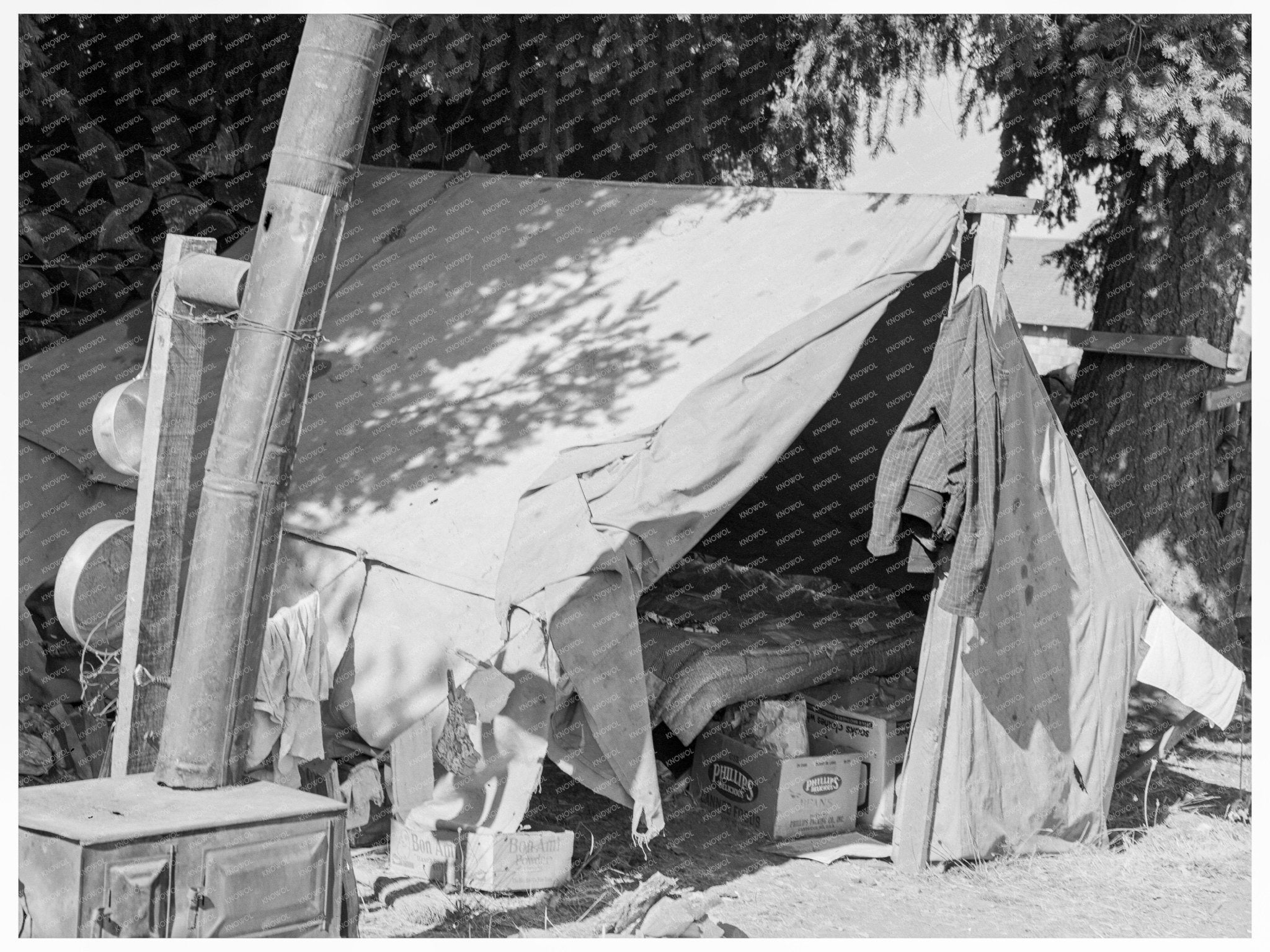 Bean Pickers Tent Oregon August 1939 Historical Photograph - Available at KNOWOL