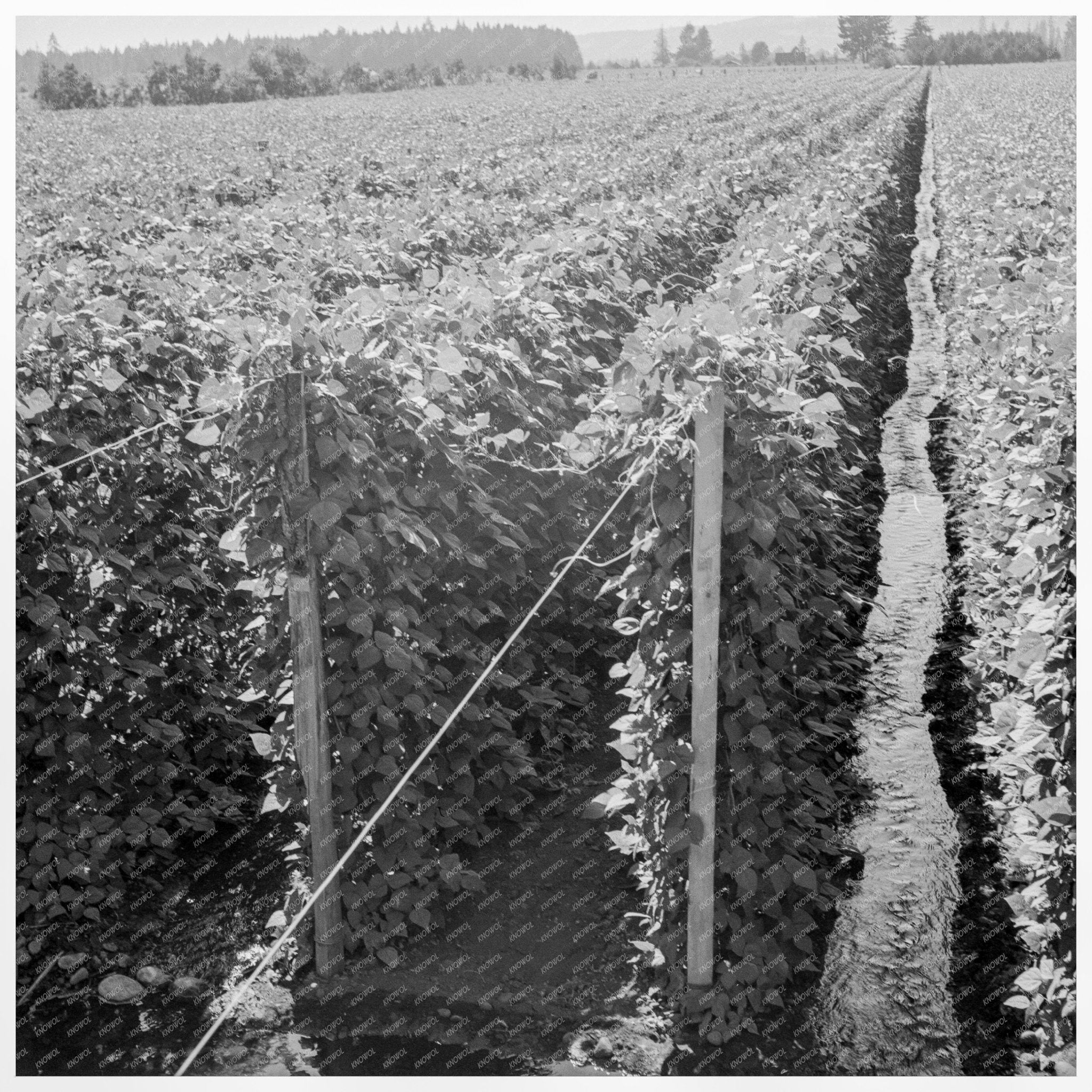 Beanfield Irrigation Practices Marion County Oregon 1939 - Available at KNOWOL