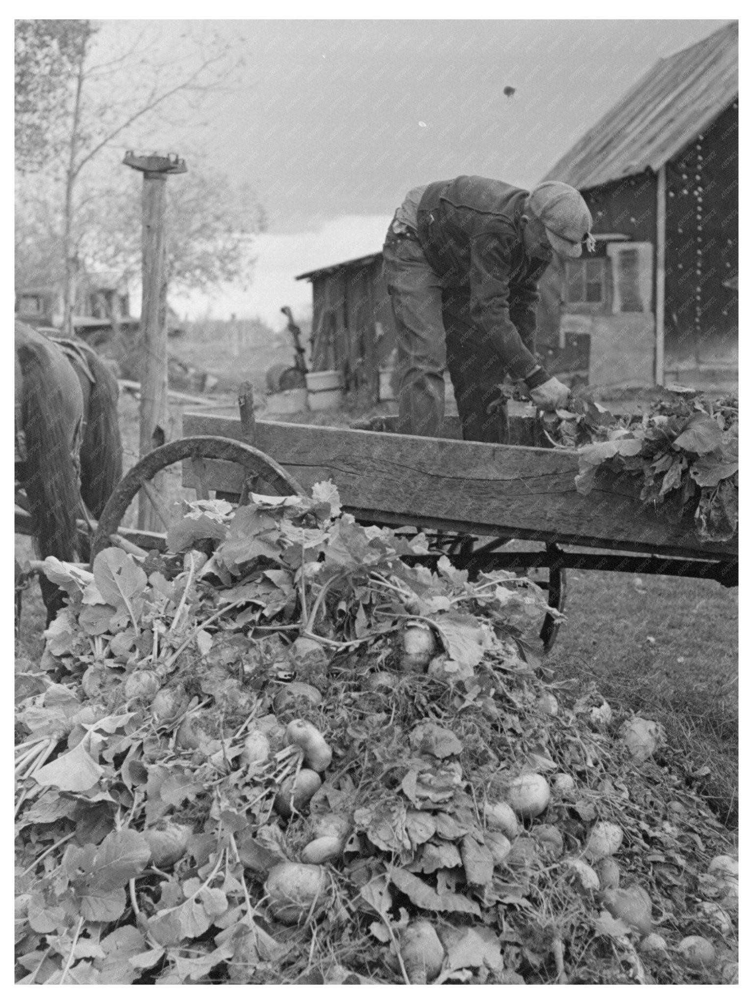 Beet Unloading Machine in East Grand Forks 1937 - Available at KNOWOL