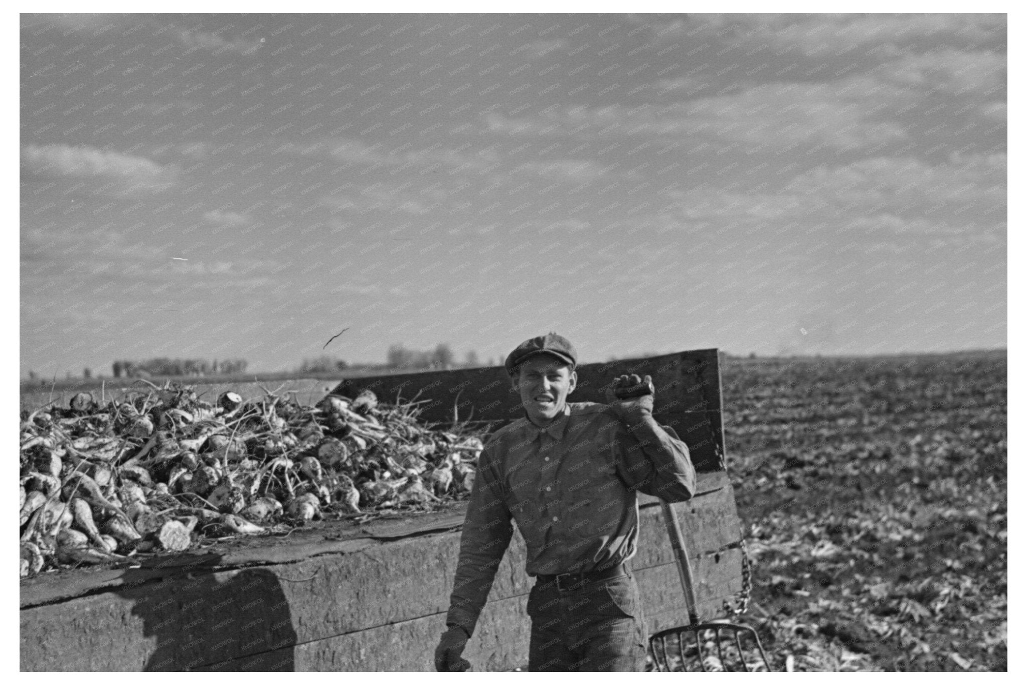 Beet Worker in East Grand Forks Minnesota 1937 - Available at KNOWOL