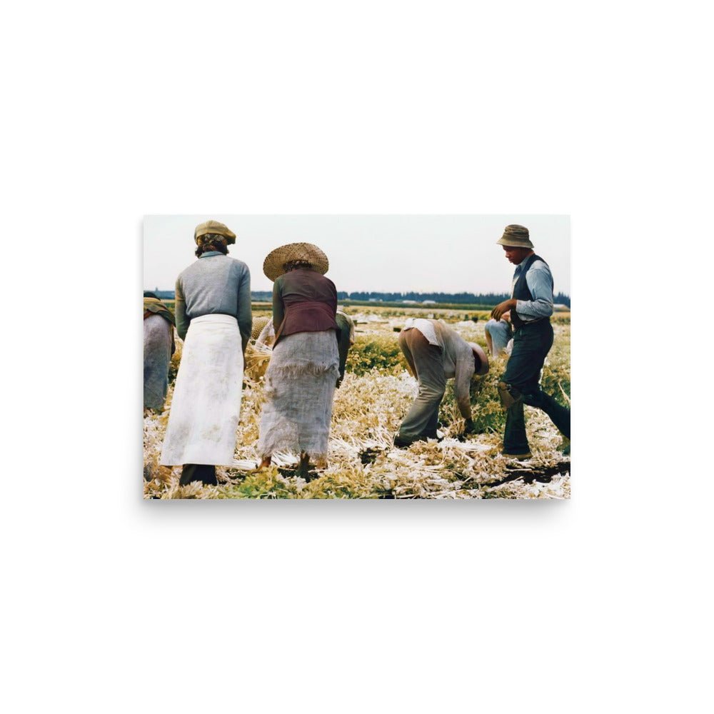 Belle Glade, Florida - Migratory laborers cutting celery, Jan. 1941 - Available at KNOWOL