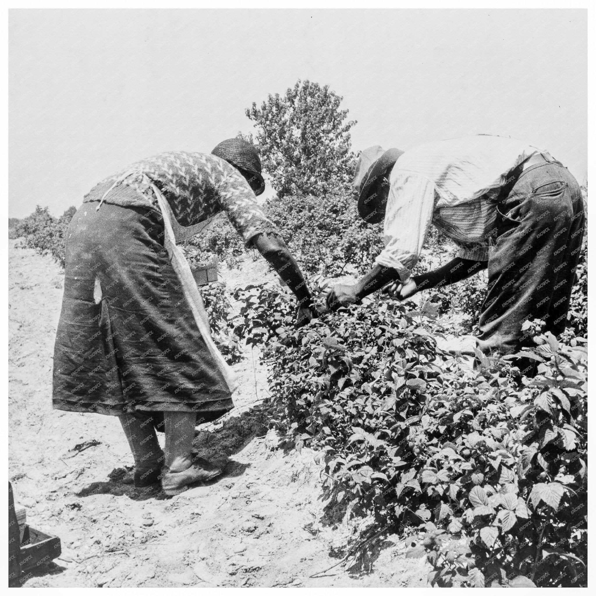 Berry Pickers Harvesting Raspberries Southern New Jersey 1936 - Available at KNOWOL