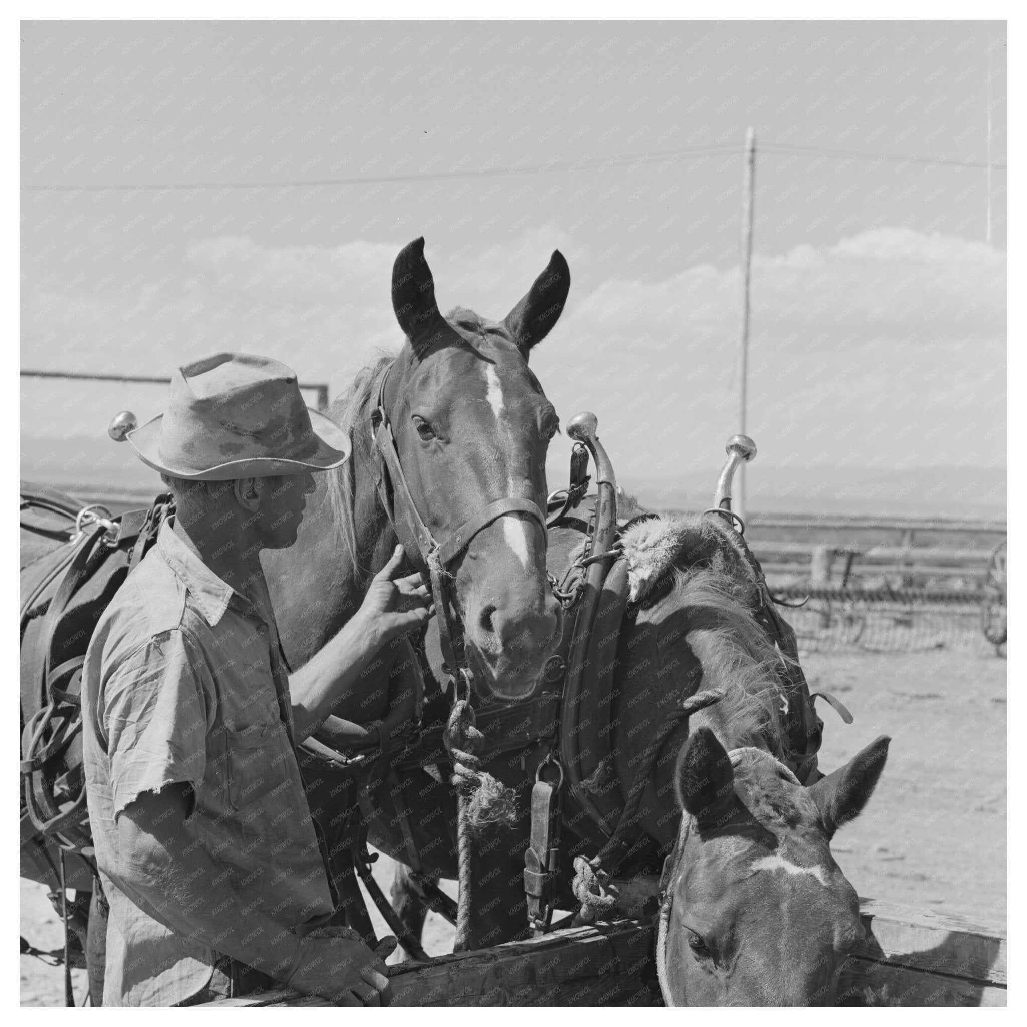 Big Hole Valley Montana Horses at Ranch August 1942 - Available at KNOWOL