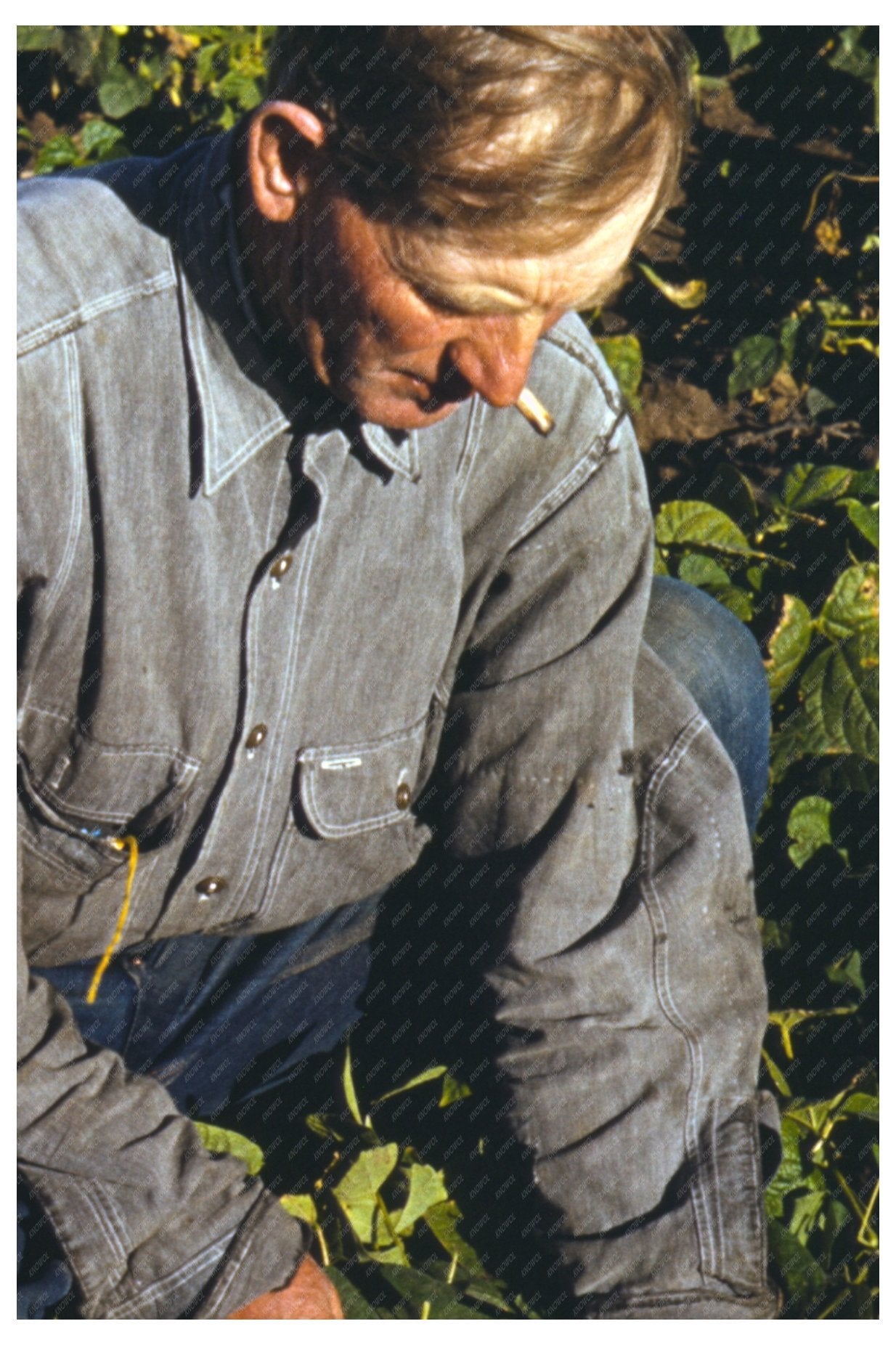 Bill Stagg Turning Bean Crop Pie Town New Mexico 1940 - Available at KNOWOL