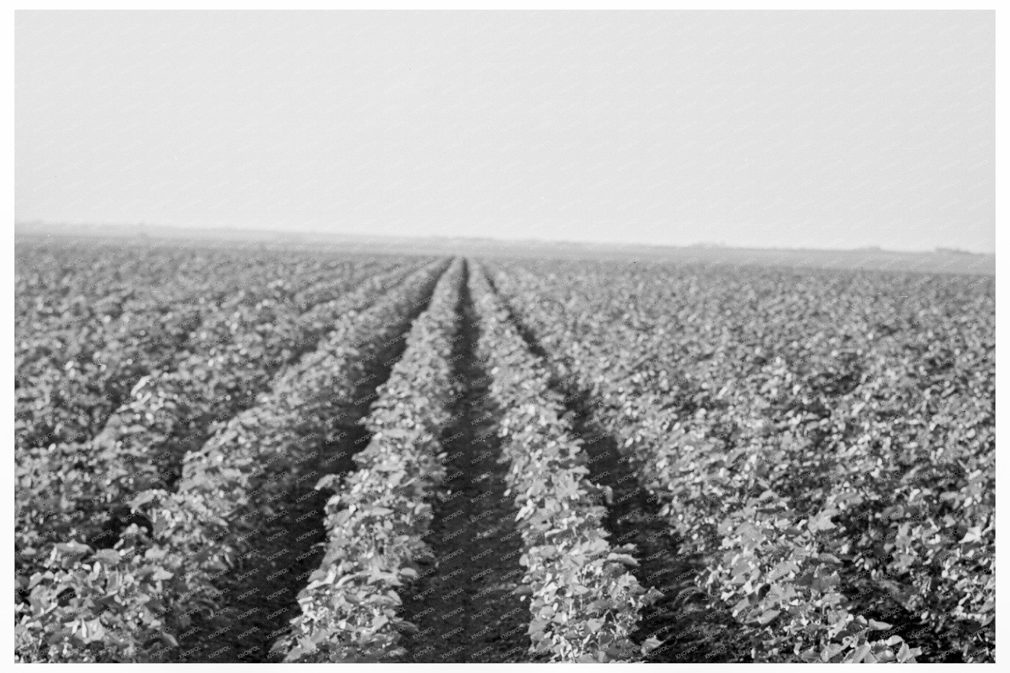 Black Wax Area Cotton Production Georgetown Texas 1938 - Available at KNOWOL