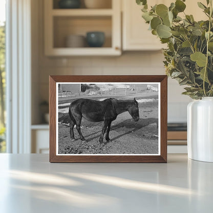 Blind Horse and Broken Windmill at Glen Cooks Farm 1936 - Available at KNOWOL