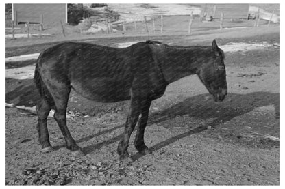 Blind Horse and Broken Windmill at Glen Cooks Farm 1936 - Available at KNOWOL