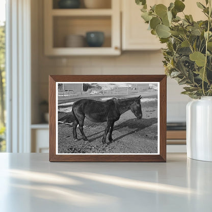 Blind Horse at Broken Windmill Glen Cooks Farm 1936 - Available at KNOWOL