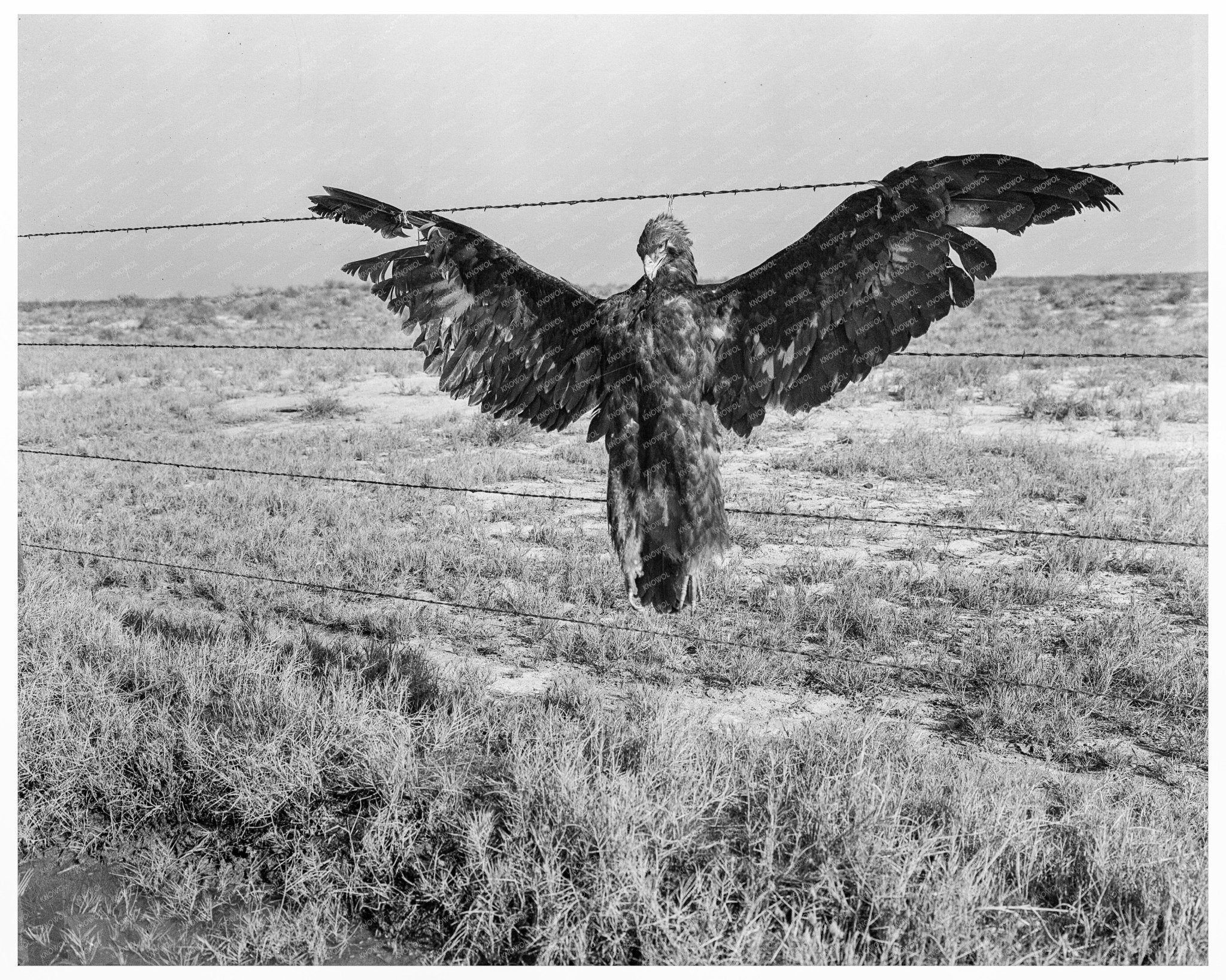 Blue Eagle on California Highway 1936 - Available at KNOWOL