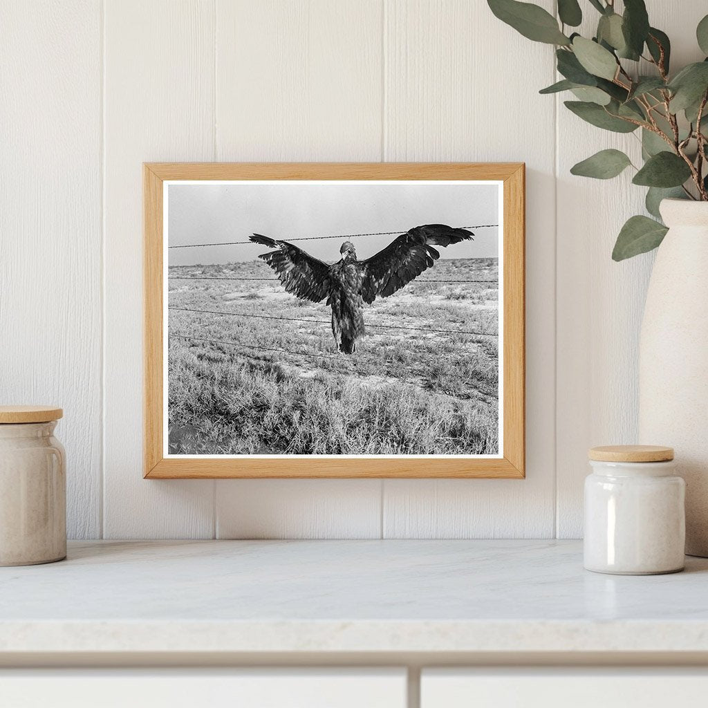 Blue Eagle on California Highway 1936 - Available at KNOWOL