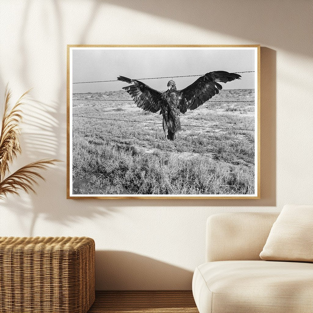 Blue Eagle on California Highway 1936 - Available at KNOWOL