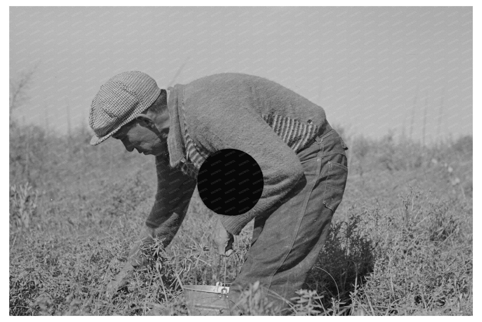 Blueberry Picker in Little Fork Minnesota 1937 - Available at KNOWOL