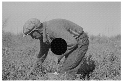 Blueberry Picker in Little Fork Minnesota 1937 - Available at KNOWOL