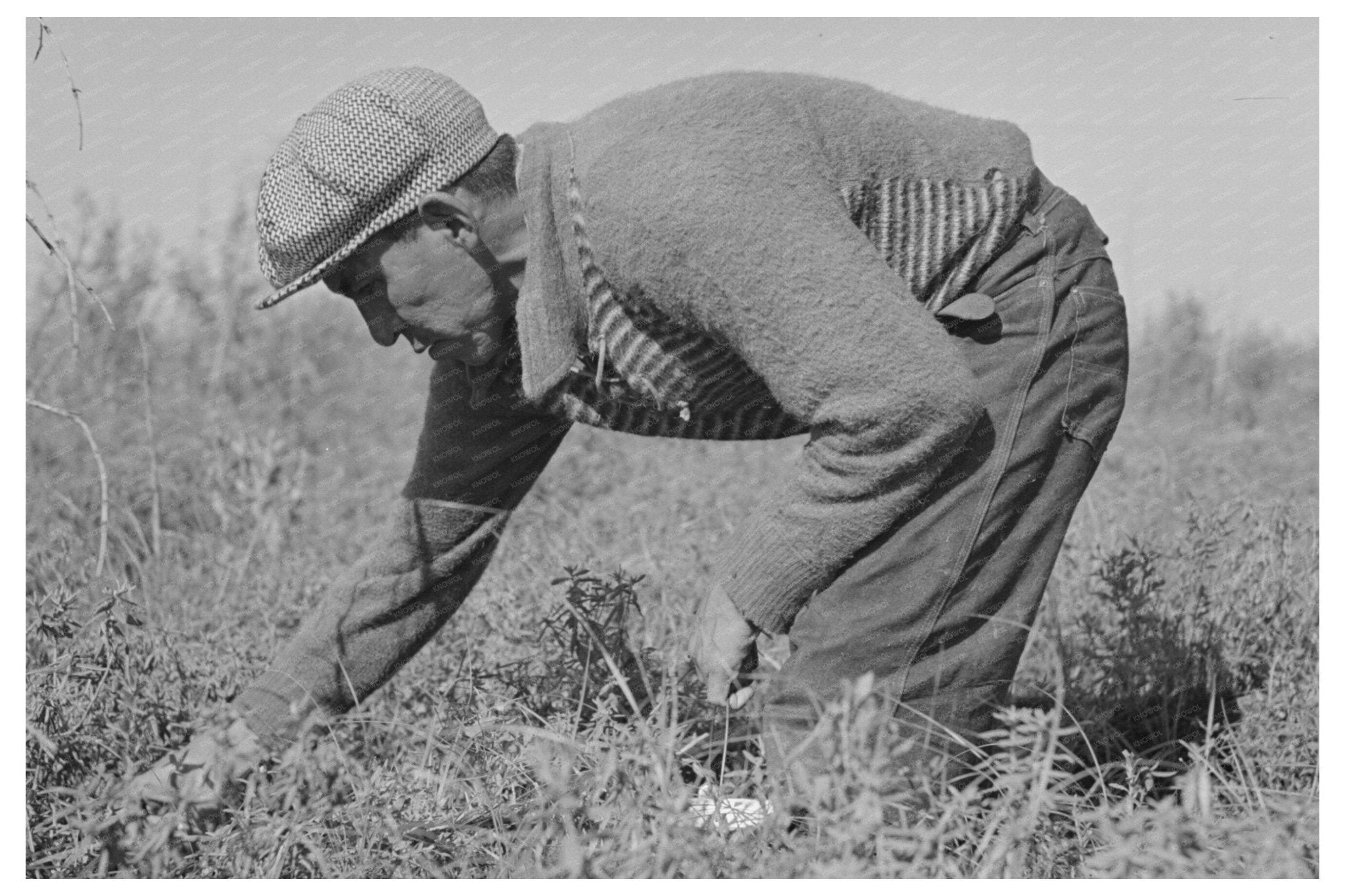 Blueberry Pickers in Little Fork Minnesota 1937 - Available at KNOWOL