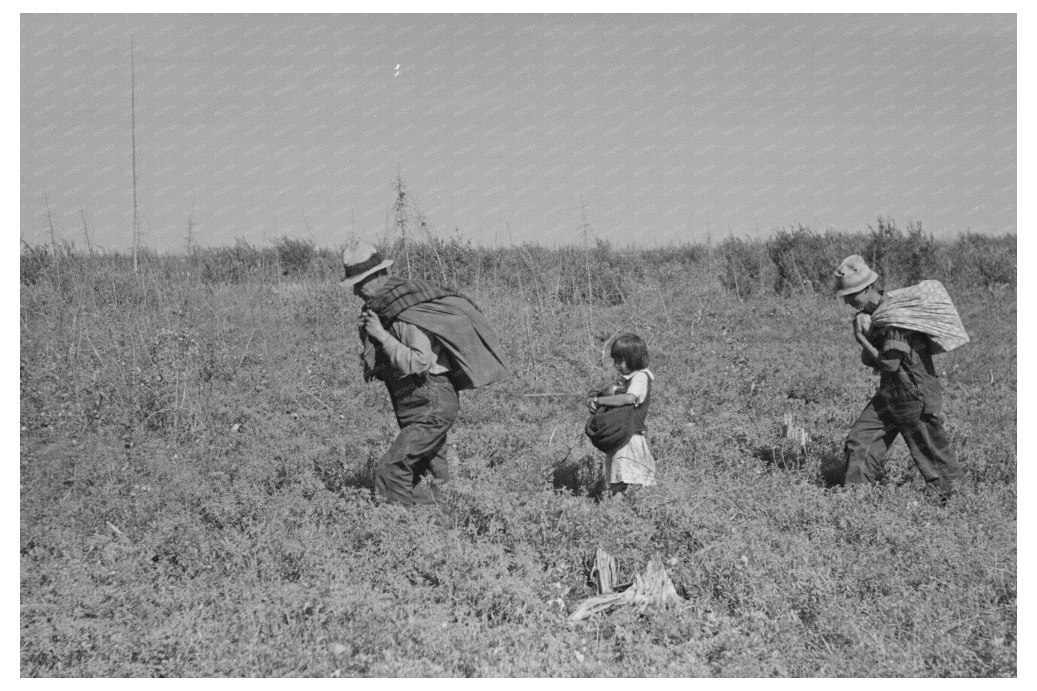 Blueberry Pickers in Minnesota Fields 1937 - Available at KNOWOL