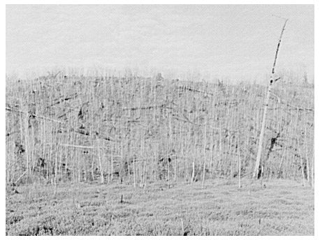 Blueberry Swamp and Logged Hillside Florence County 1937 - Available at KNOWOL