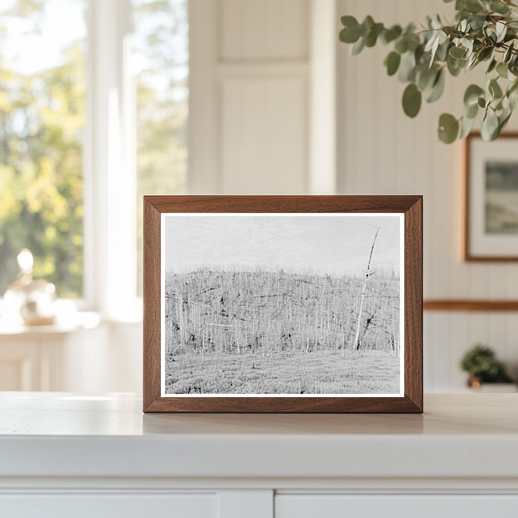 Blueberry Swamp and Logged Hillside Florence County 1937 - Available at KNOWOL