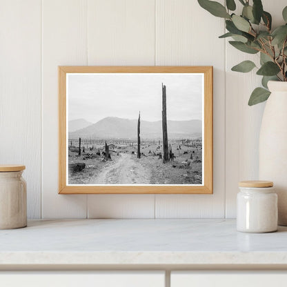 Bonner County Idaho Landscape with Tree Stumps 1939 - Available at KNOWOL