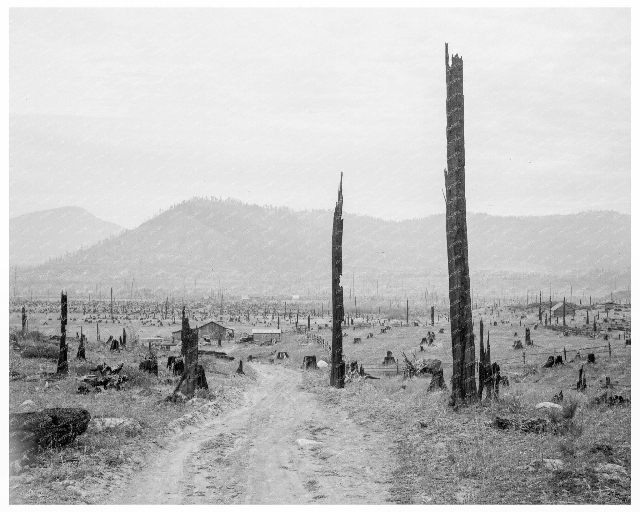 Bonner County Idaho Landscape with Tree Stumps 1939 - Available at KNOWOL