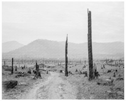 Bonner County Idaho Landscape with Tree Stumps 1939 - Available at KNOWOL