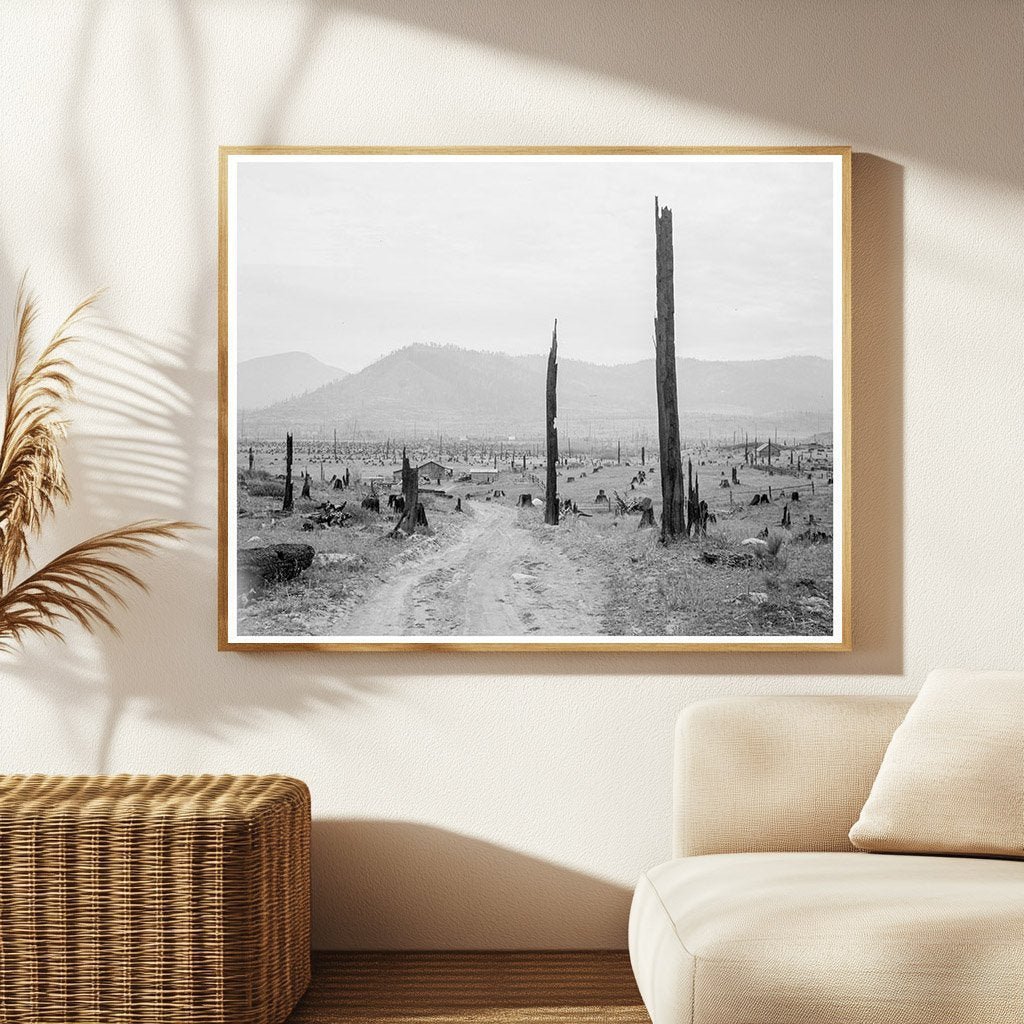 Bonner County Idaho Landscape with Tree Stumps 1939 - Available at KNOWOL