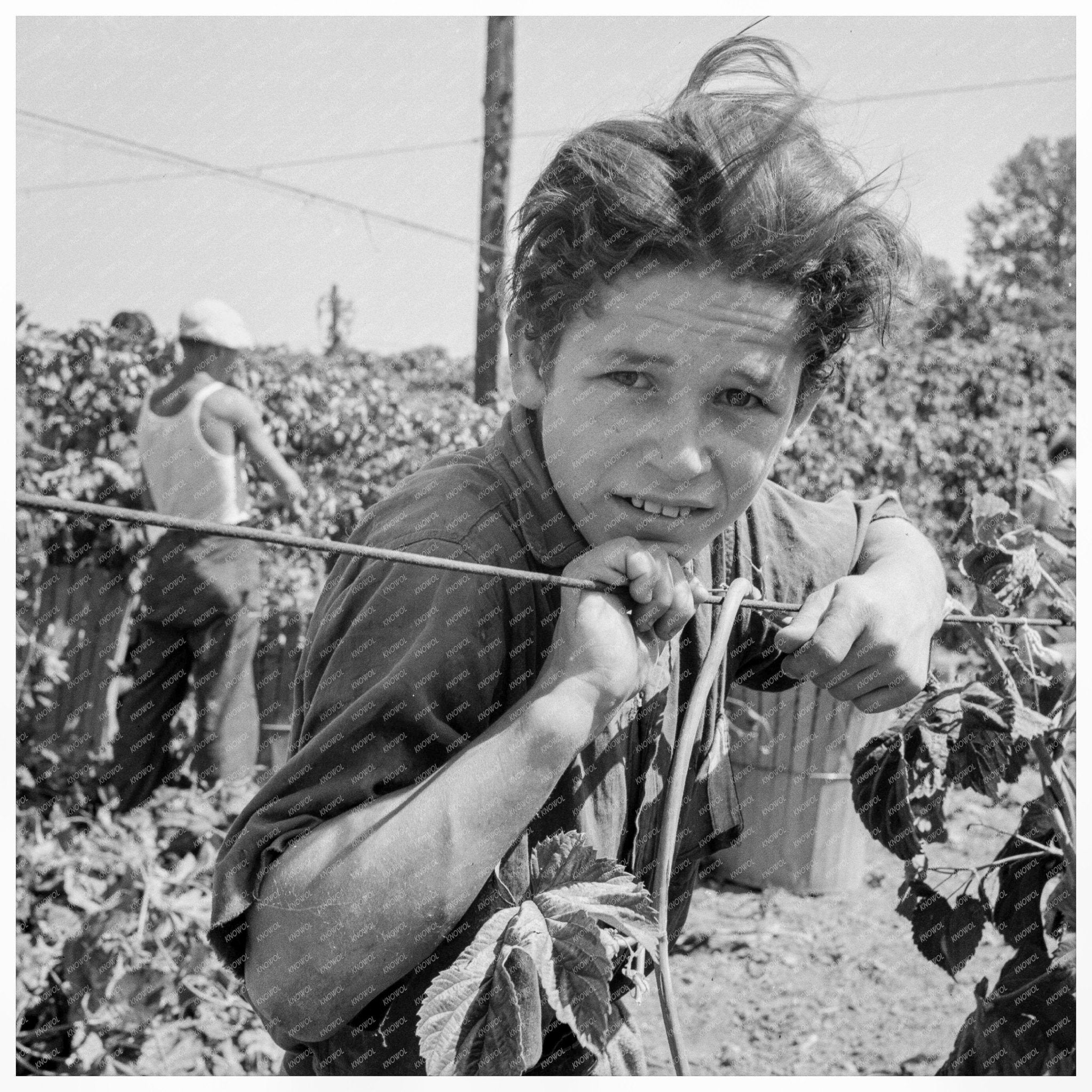 Boy and Grandmother Working in Hop Field Oregon 1939 - Available at KNOWOL