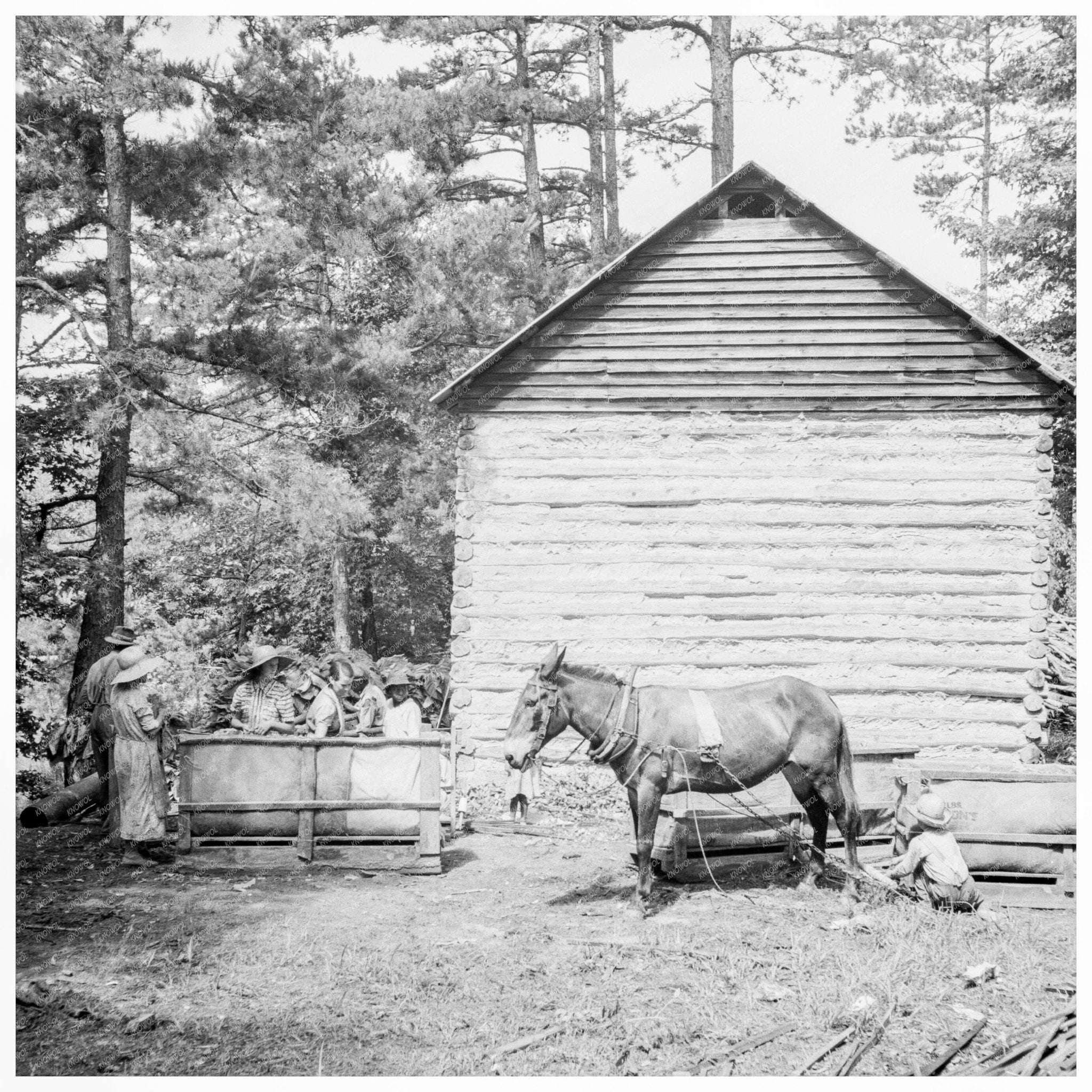 Boy Collects Sticks for Tobacco Workers Granville County 1939 - Available at KNOWOL