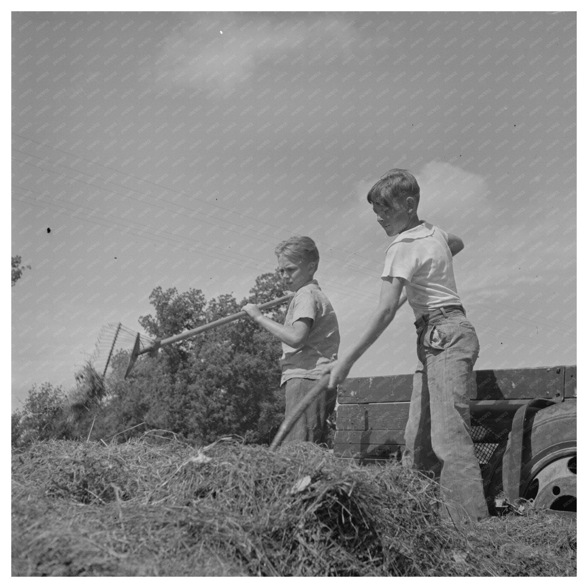 Boys Gathering Hay at Farm Camp Yuba City 1942 - Available at KNOWOL