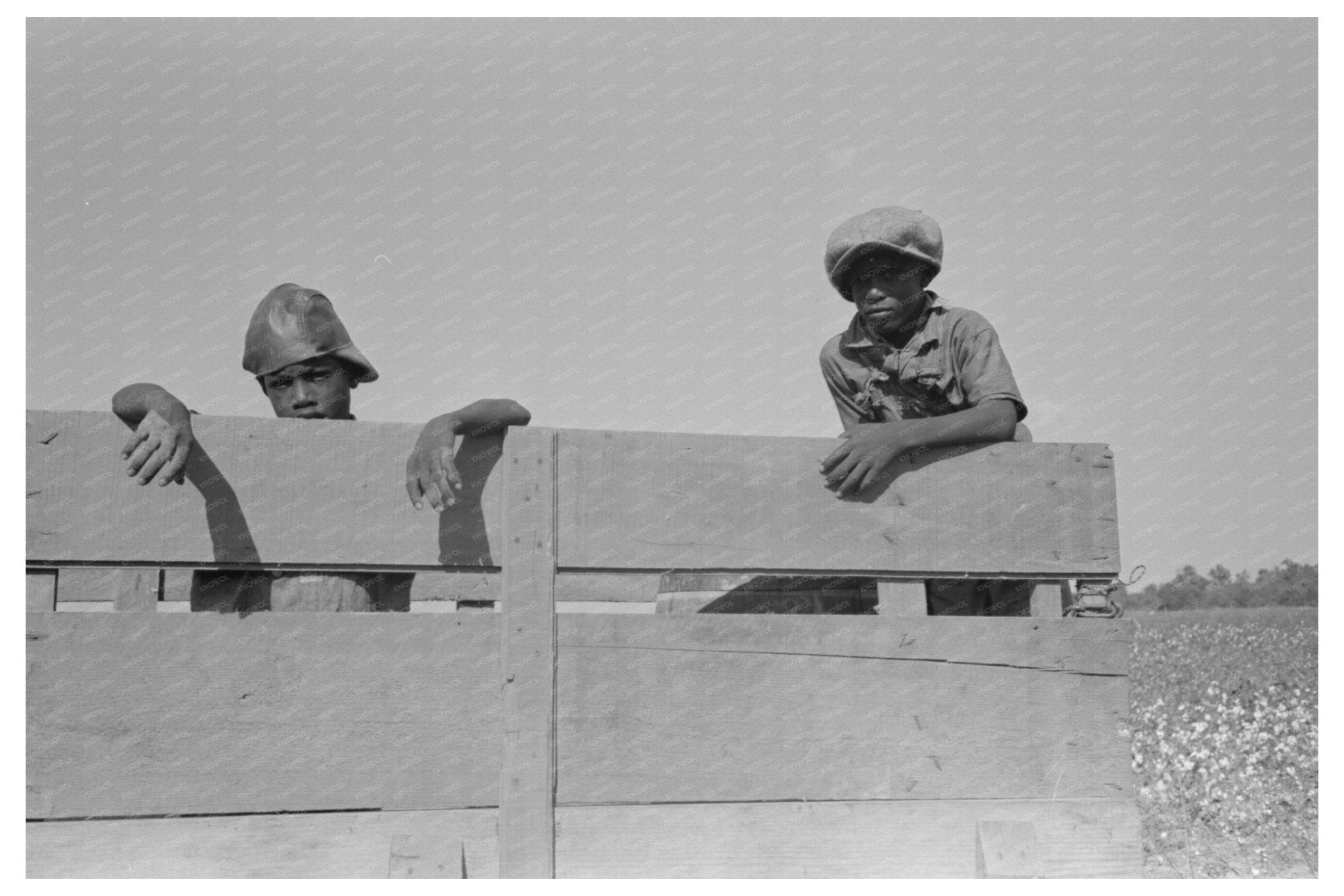 Boys Working in Cotton Truck Lake Dick Arkansas 1938 - Available at KNOWOL