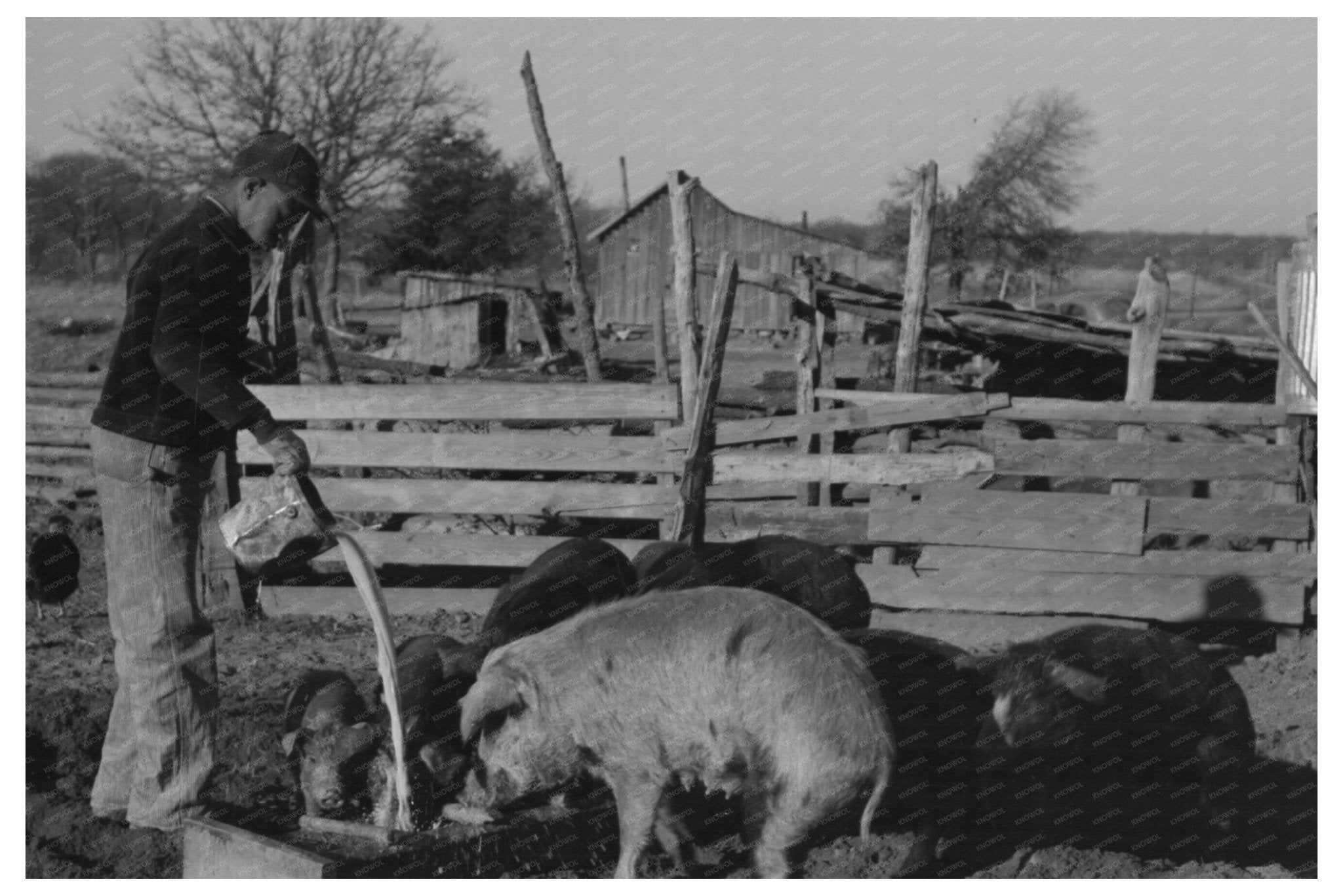 Bran Pouring for Hog Mash at Pomp Halls Farm 1940 - Available at KNOWOL