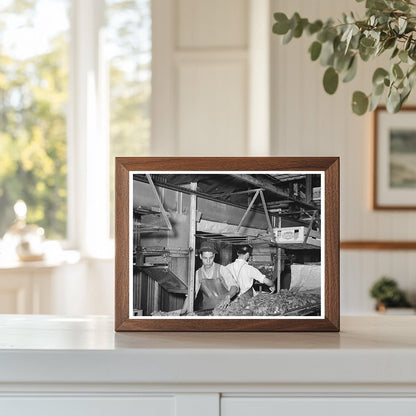 Broccoli Packing in Elsa Texas February 1939 - Available at KNOWOL