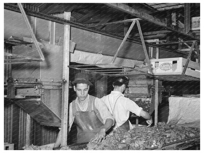 Broccoli Packing in Elsa Texas February 1939 - Available at KNOWOL