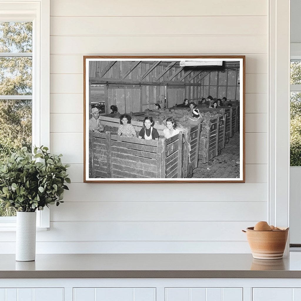 Broccoli Packing Workers in Elsa Texas February 1939 - Available at KNOWOL