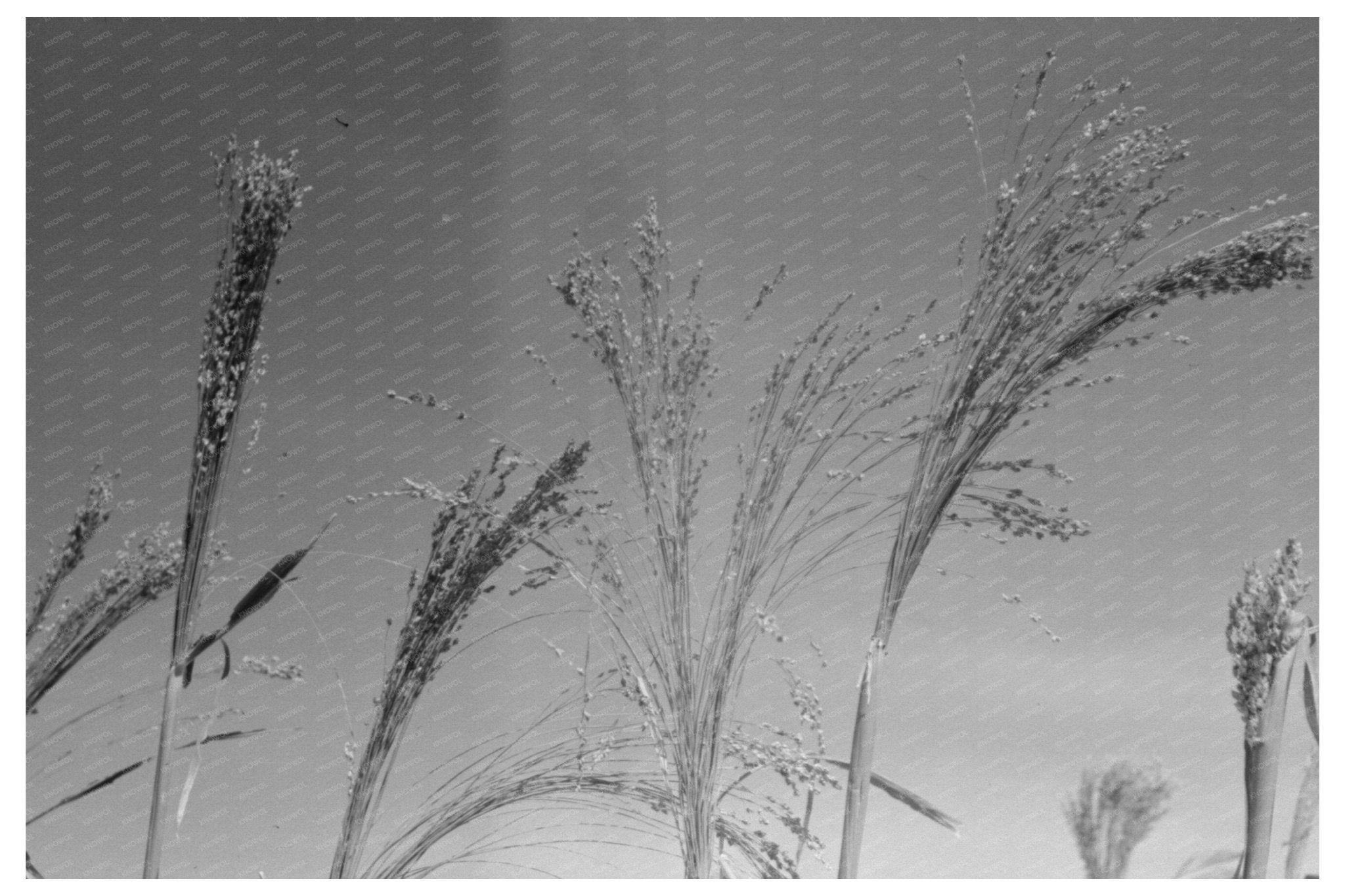 Broom Corn Cultivation in Baca County Colorado 1939 - Available at KNOWOL