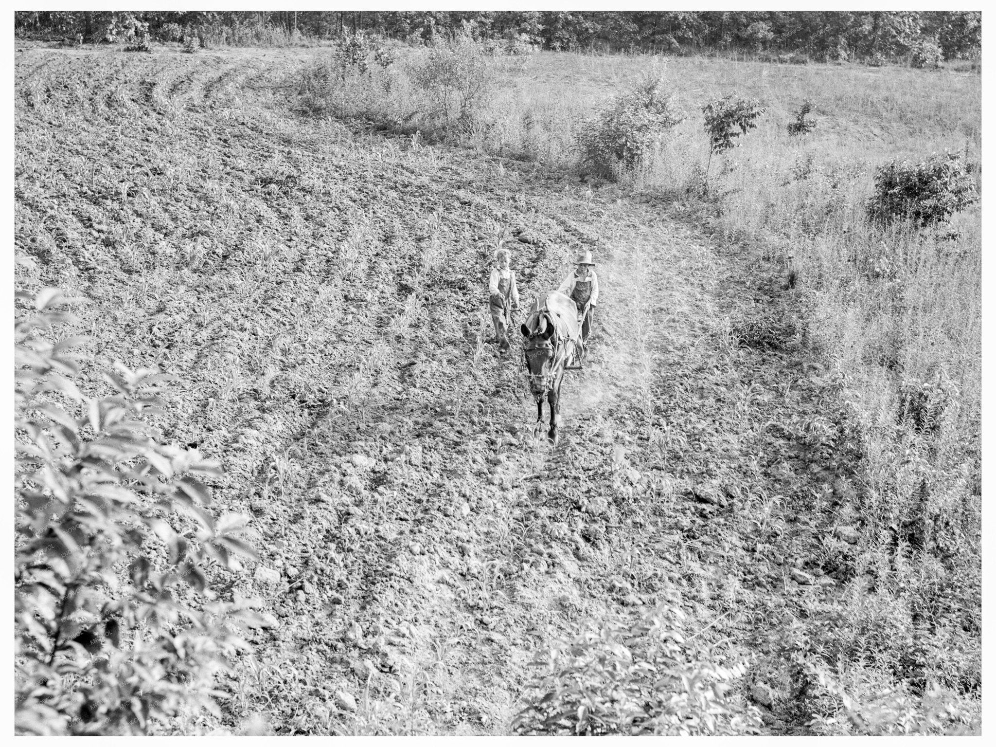 Brother Teaching Younger Sibling on North Carolina Farm 1936 - Available at KNOWOL