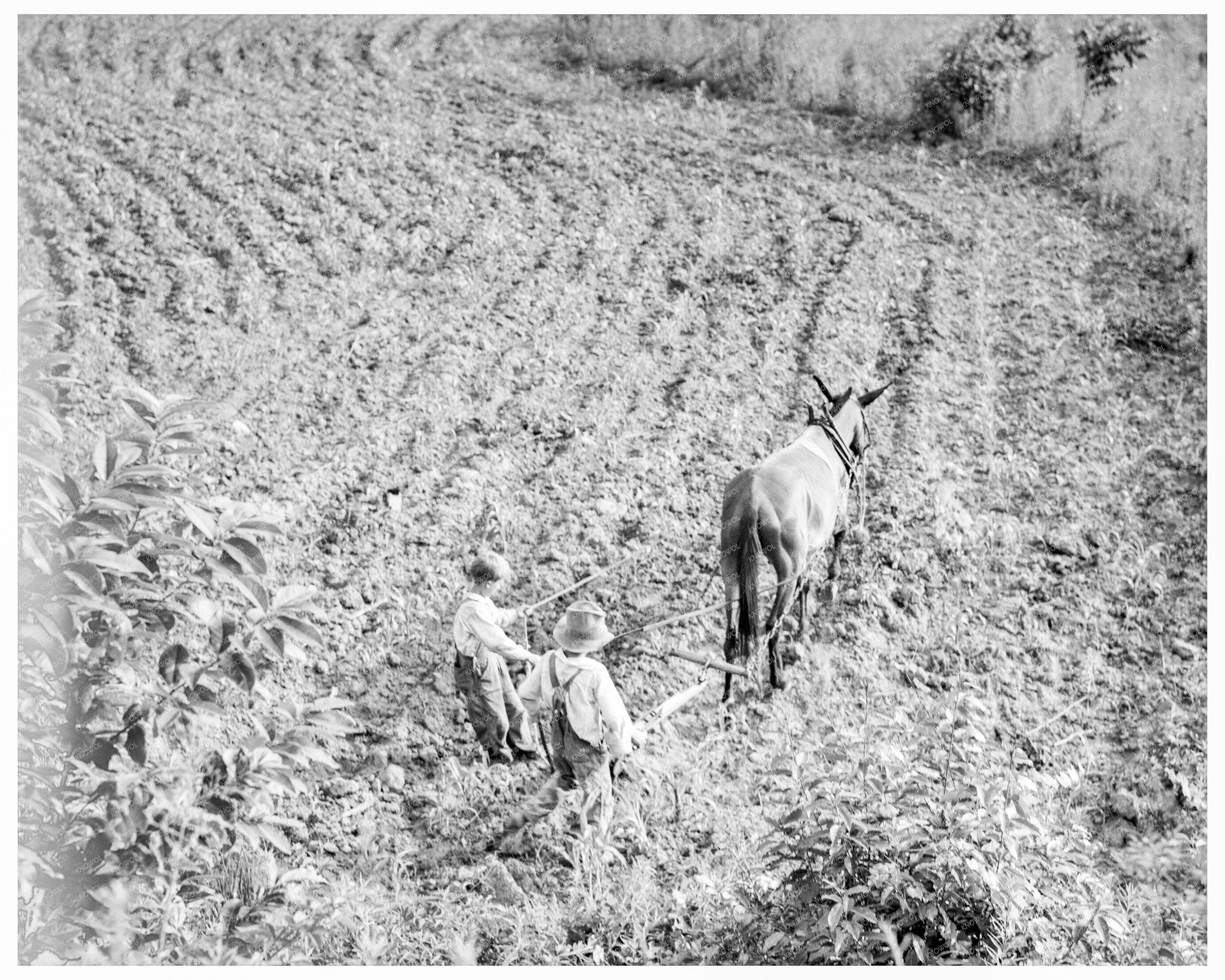 Brothers on North Carolina Farm July 1936 - Available at KNOWOL