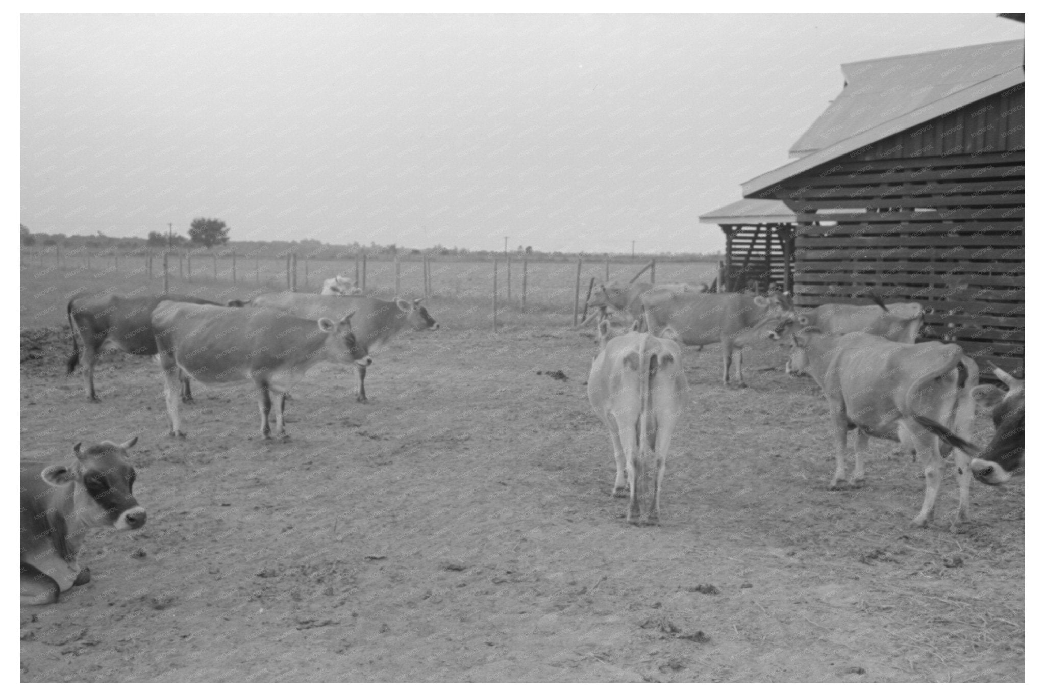 Bull and Lake Dick Project Arkansas 1938 Vintage Image - Available at KNOWOL