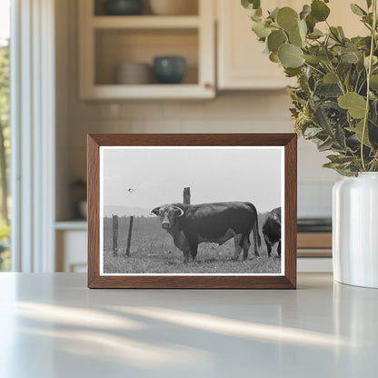 Bull at Cruzen Ranch Valley County Idaho 1941 - Available at KNOWOL