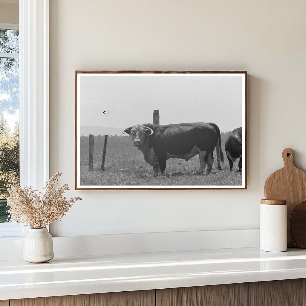 Bull at Cruzen Ranch Valley County Idaho 1941 - Available at KNOWOL