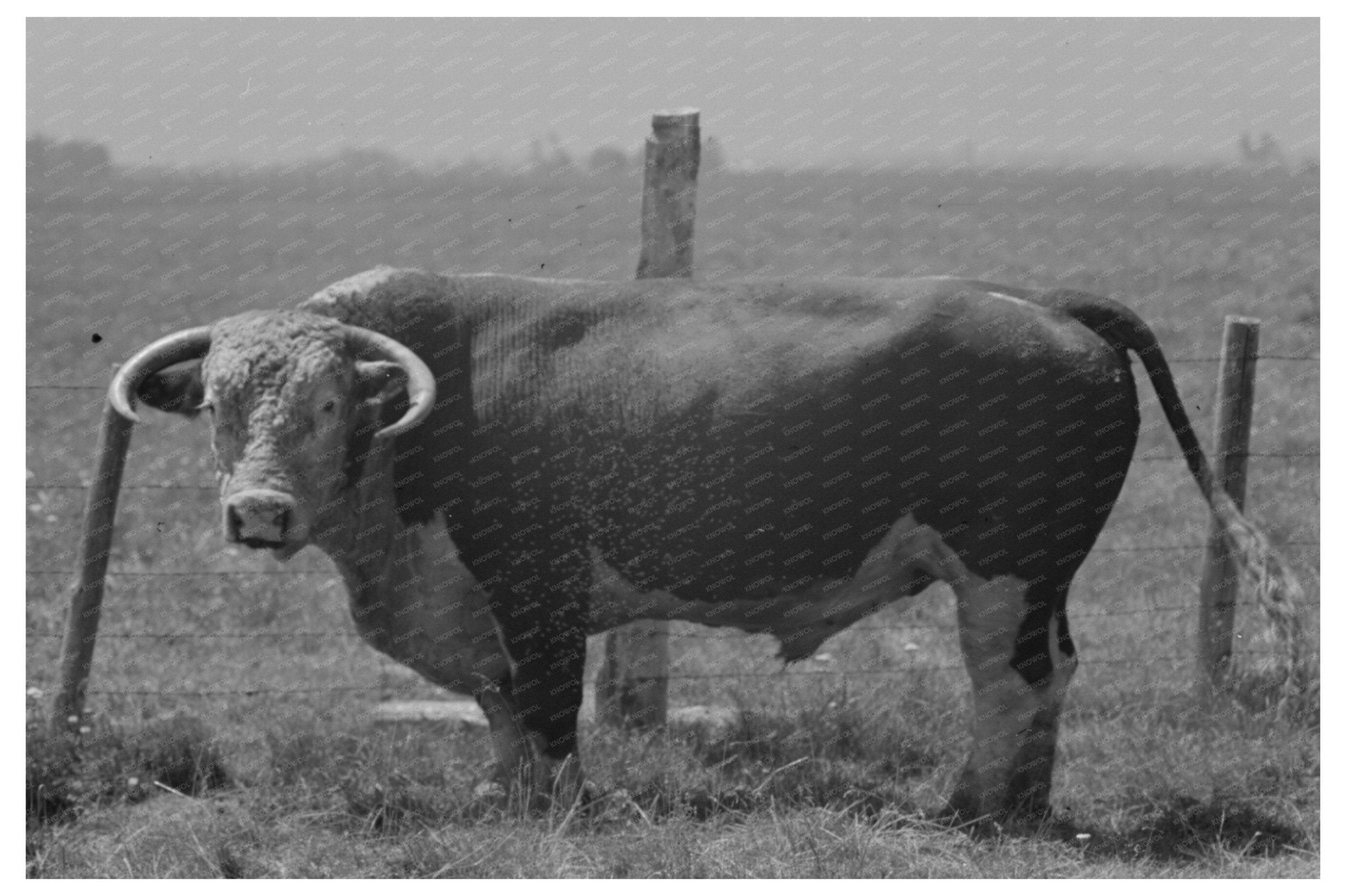 Bull at Cruzen Ranch Valley County Idaho July 1941 - Available at KNOWOL