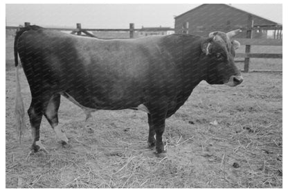 Bull at Lake Dick Arkansas 1938 FSA/OWI Collection - Available at KNOWOL