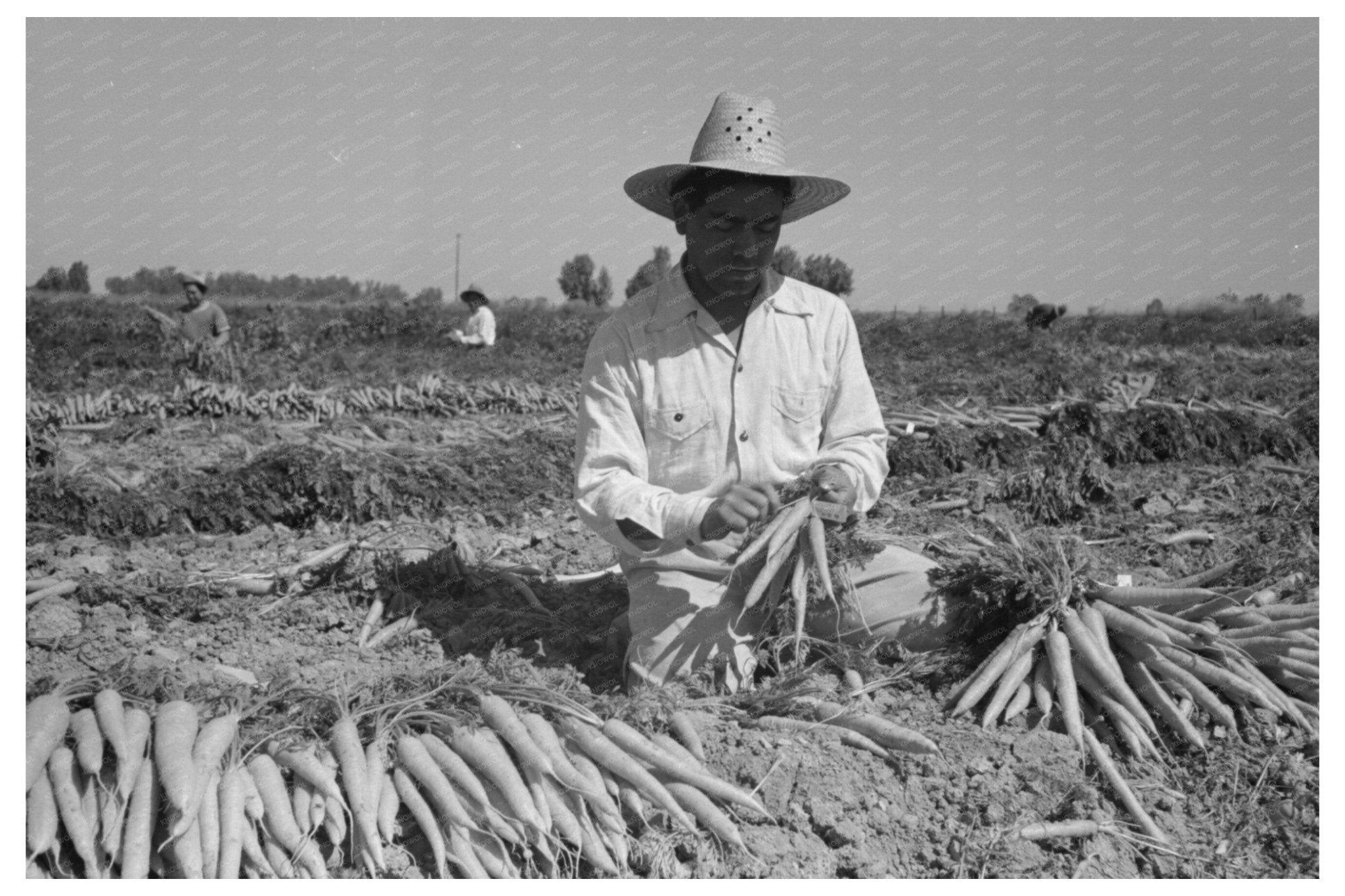 Bunching Carrots in Imperial County March 1942 - Available at KNOWOL