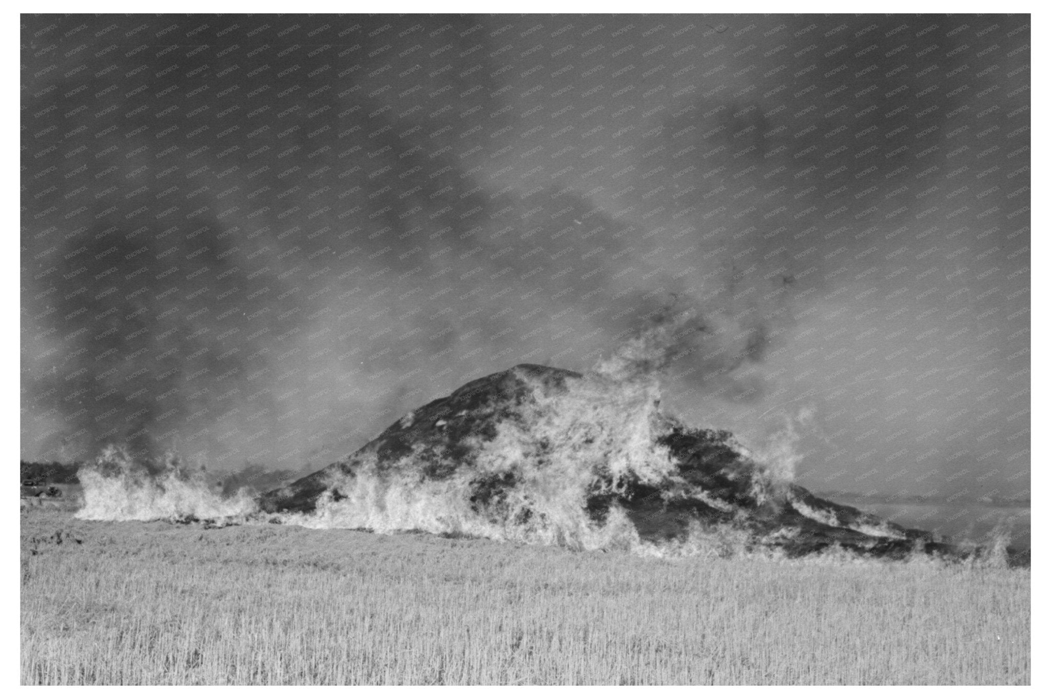 Burning Straw Stack in Rice Field Crowley Louisiana 1938 - Available at KNOWOL