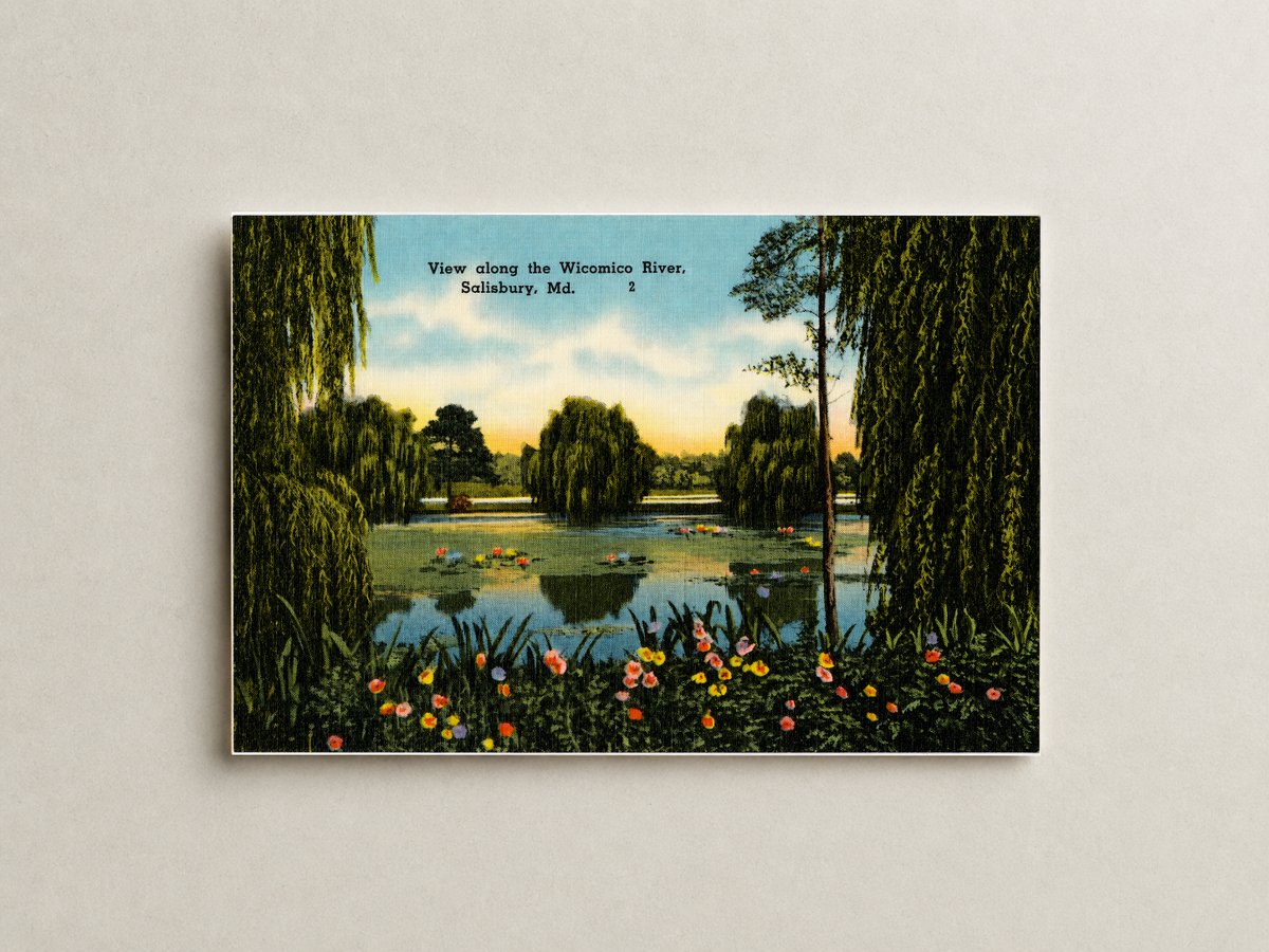 View along the Wicomico River, Salisbury, MD — Vintage Maryland Postcard