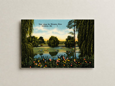 View along the Wicomico River, Salisbury, MD — Vintage Maryland Postcard